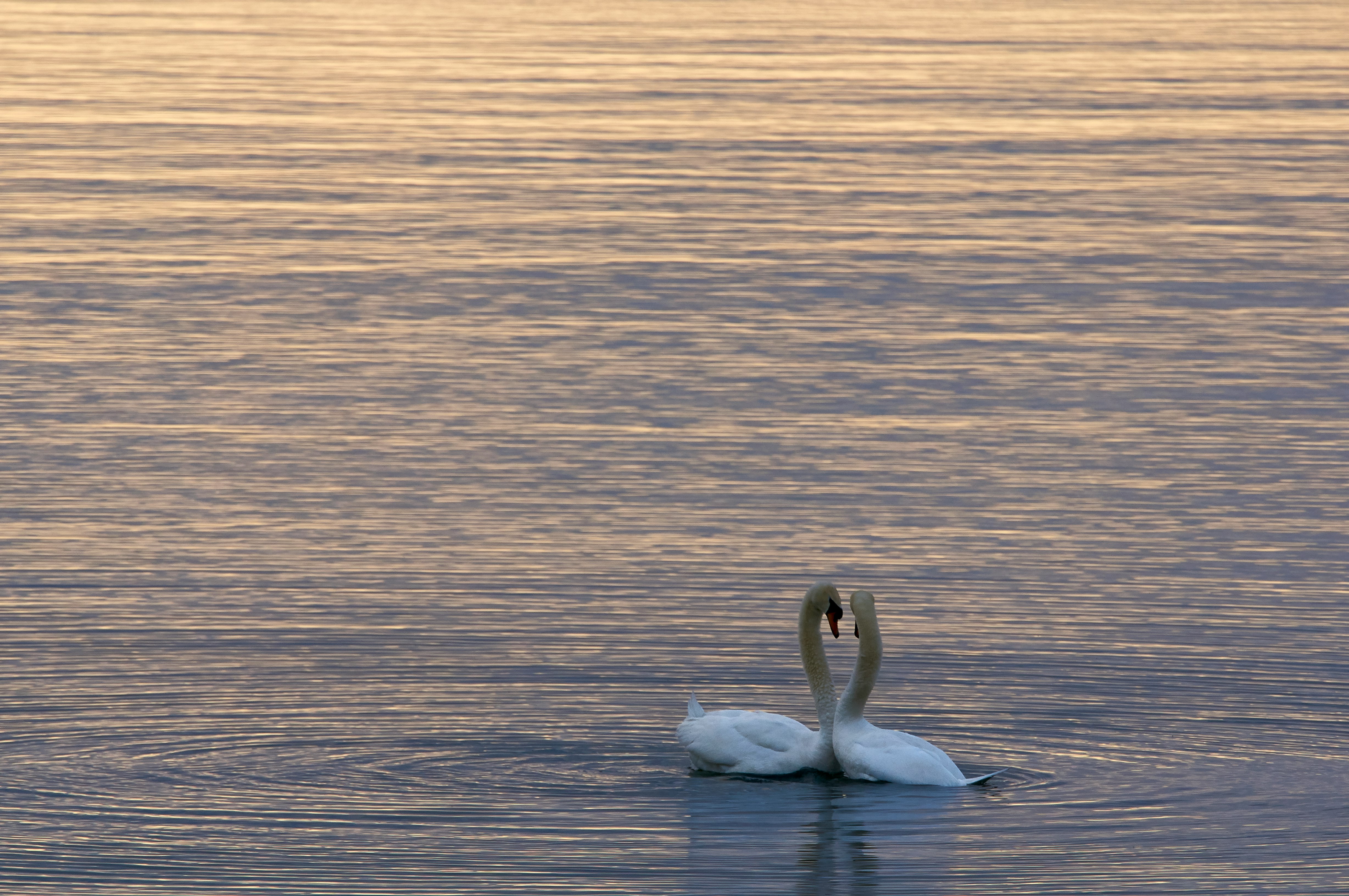 two white swans on water